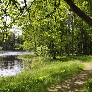 The Relaxing Sounds of Swedish Nature
