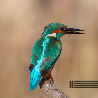 Birds In The Forest