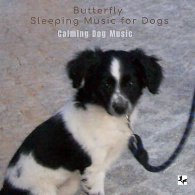 Sleeping Music For Dogs