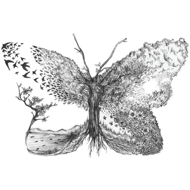 Butterfly