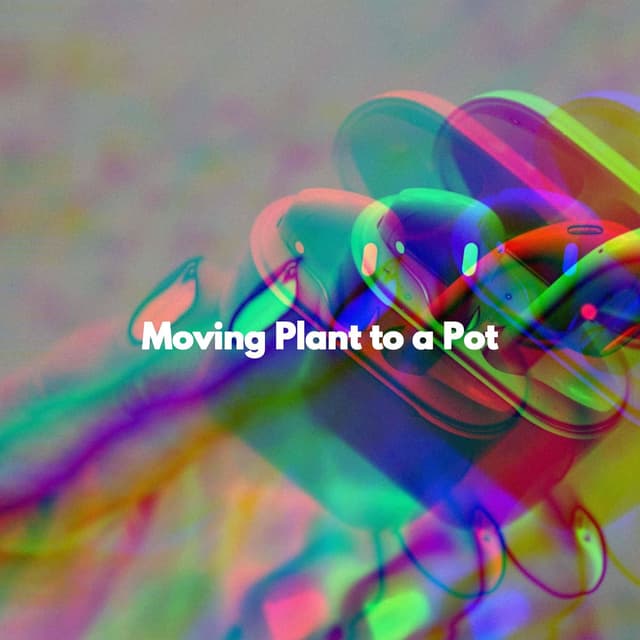 Moving Plant to a Pot