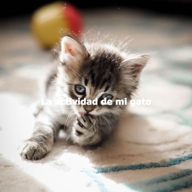 La actividad de mi gato