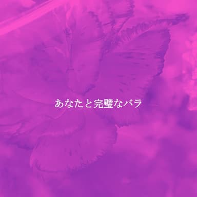 あなたと完璧なバラ