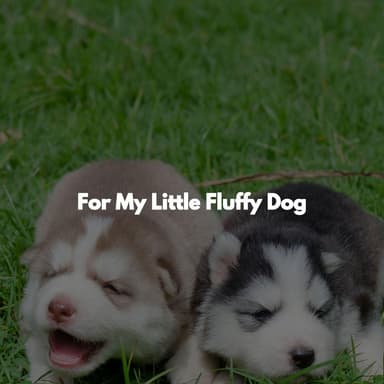 For My Little Fluffy Dog