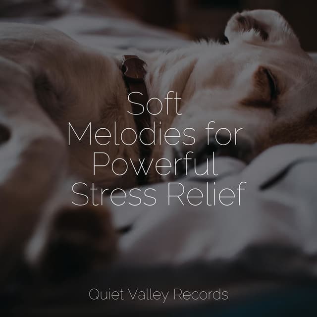 Soft Melodies for Powerful Stress Relief