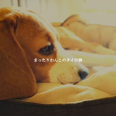 まったりわんこのタイの旅