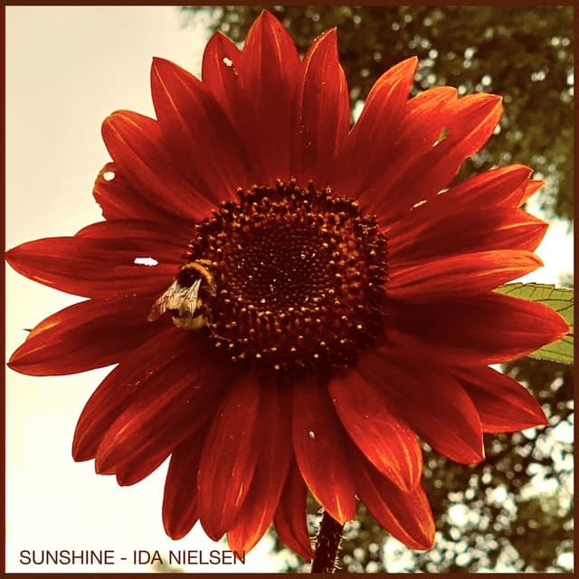 Sunshine