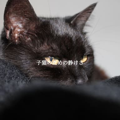 子猫のための静けさ