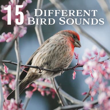15 Different Bird Sounds: Nature Park, Music for Reiki Meditation and Relaxation in the Wild Nature