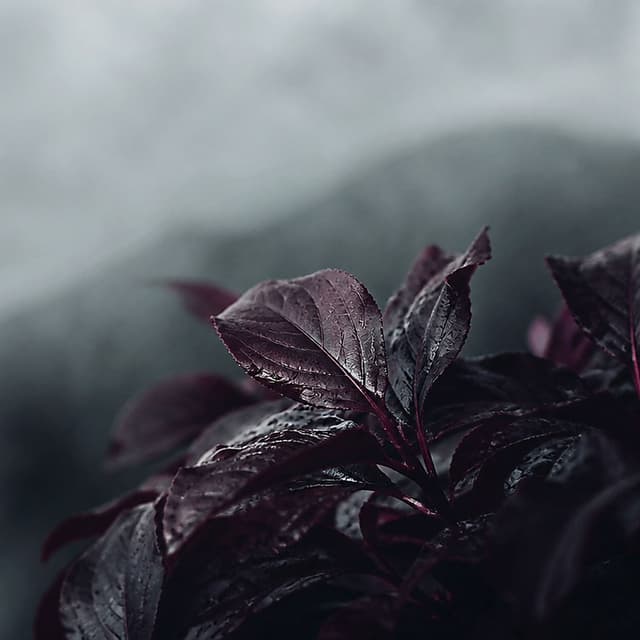 De