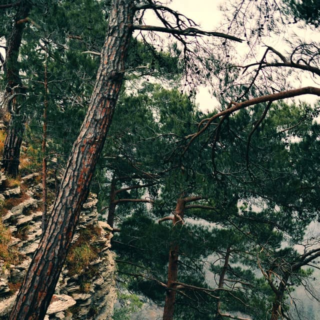 The Trees Breathe Slowly