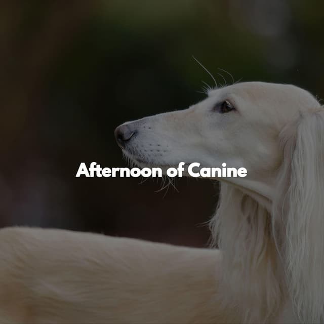 Afternoon of Canine