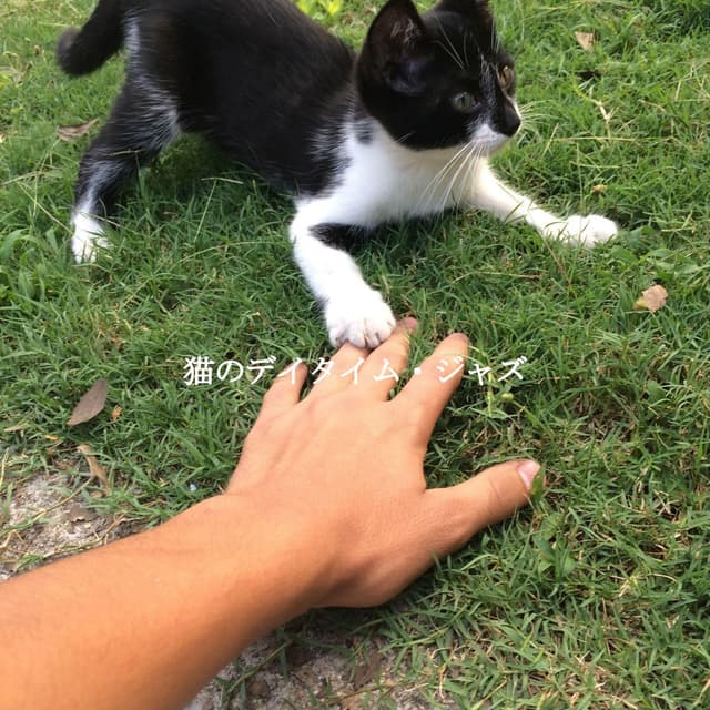 猫のデイタイム・ジャズ