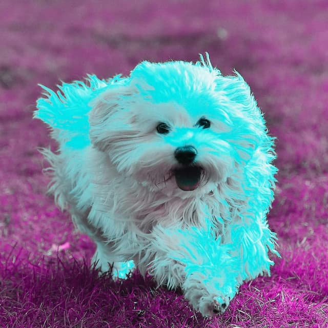 Spirited Guitar Jazz - Ambiance for Mellow Pooches