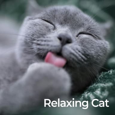 Relaxing Cat