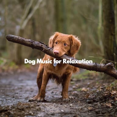 Dog Music for Relaxation