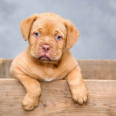 Background Music for Calm Hound