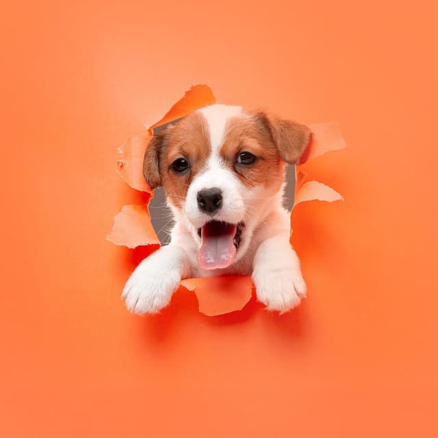 Dogotherapy: The Art of Healing Through Canine Love and Companionship
