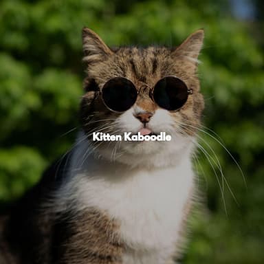 Kitten Kaboodle