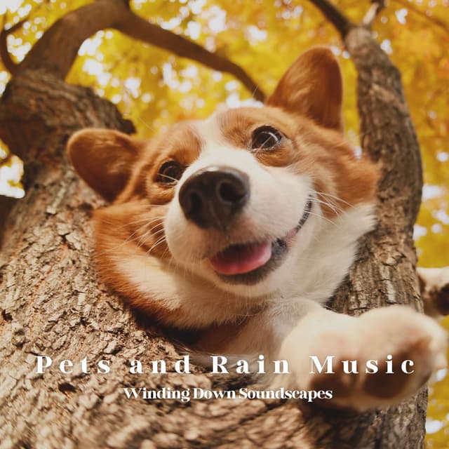 Pets and Rain Music: Winding Down Soundscapes