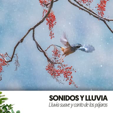 Sonidos y Lluvia: Lluvia suave y canto de los pájaros