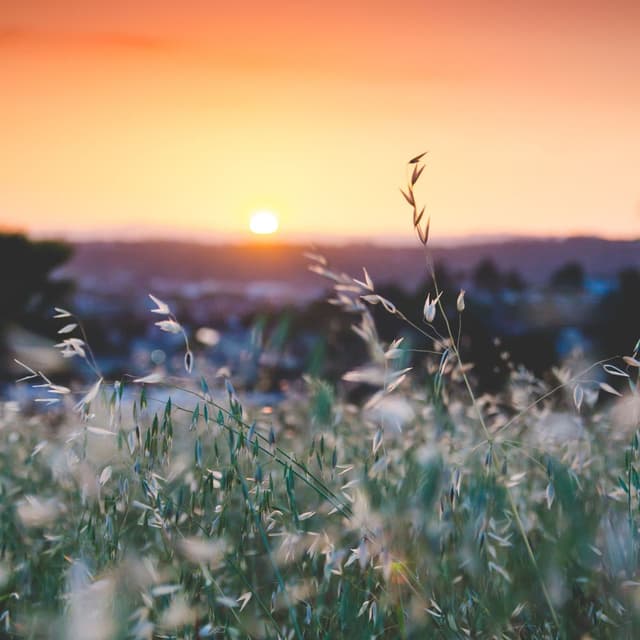 Summer Sounds | Deep Sleep & Relaxation
