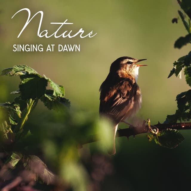 Nature Singing At Dawn