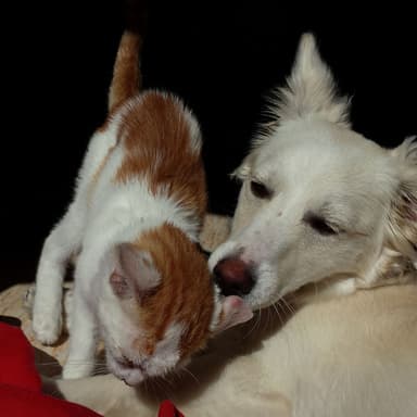 Fireside Stringscape: Peaceful Chill Pets Unwind Music