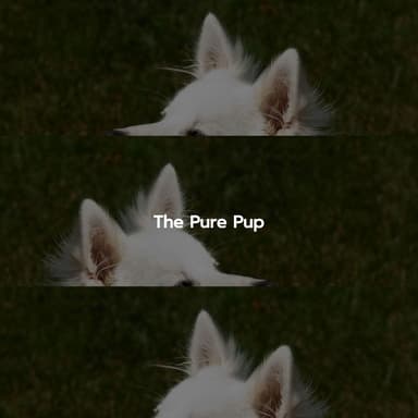 The Pure Pup
