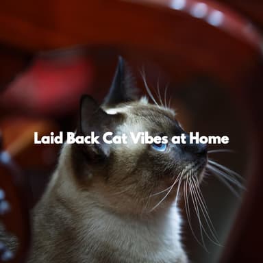Laid Back Cat Vibes at Home