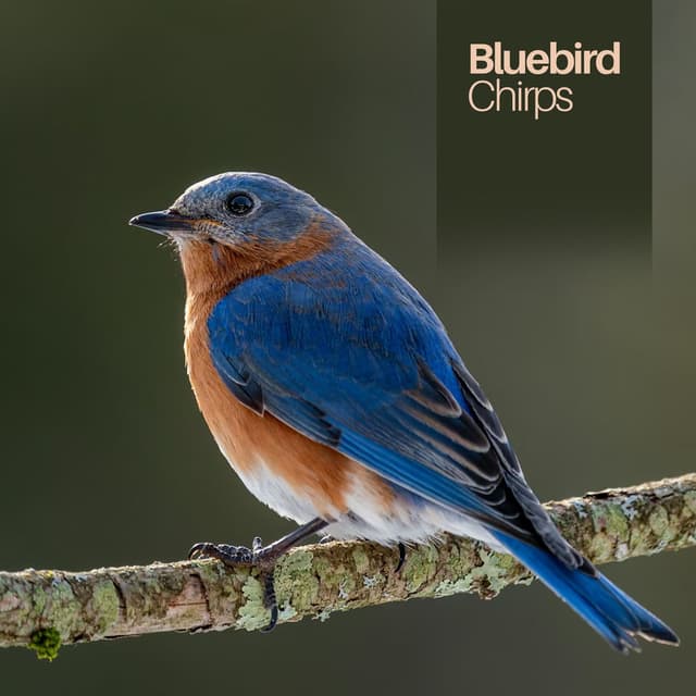 Bluebird Chirps