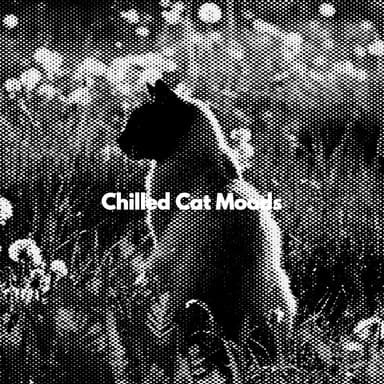 Chilled Cat Moods