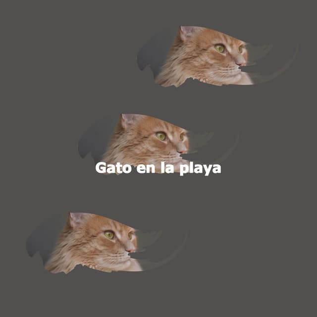 Gato en la playa