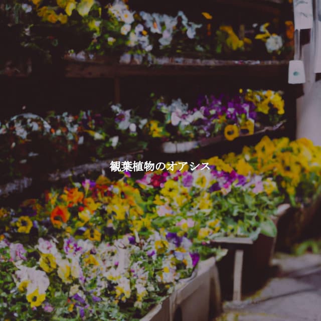 観葉植物のオアシス
