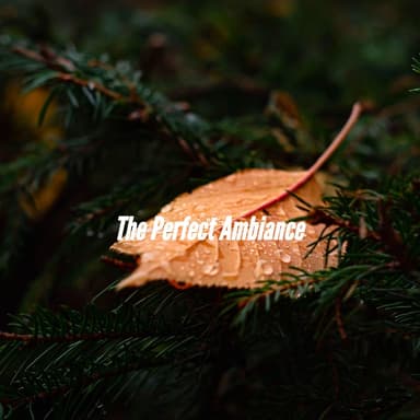 The Perfect Ambiance