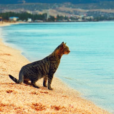 Coastal Feline Zen: Binaural Waves for Calming Cat Vibes