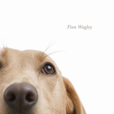 Anxious Dog Aid