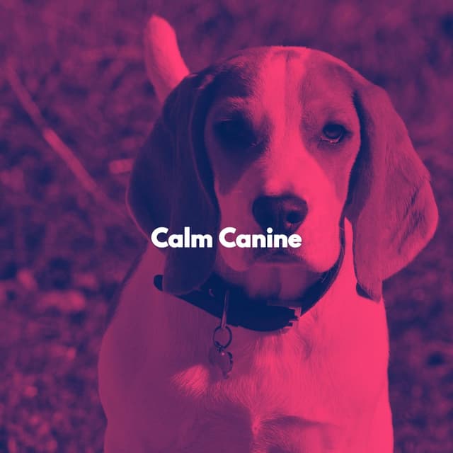 Calm Canine