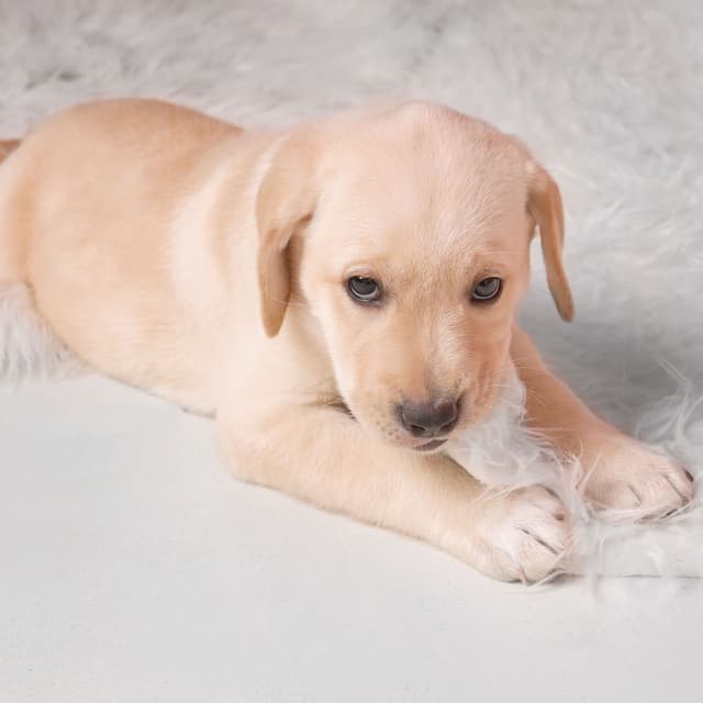 Rainy Paw-fect Serenade: Peaceful Ambient Dog Time Relax