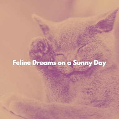 Feline Dreams on a Sunny Day