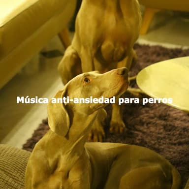 Música anti-ansiedad para perros