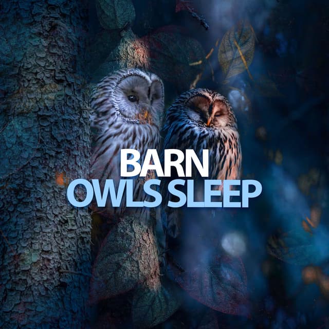 Barn Owls Sleep