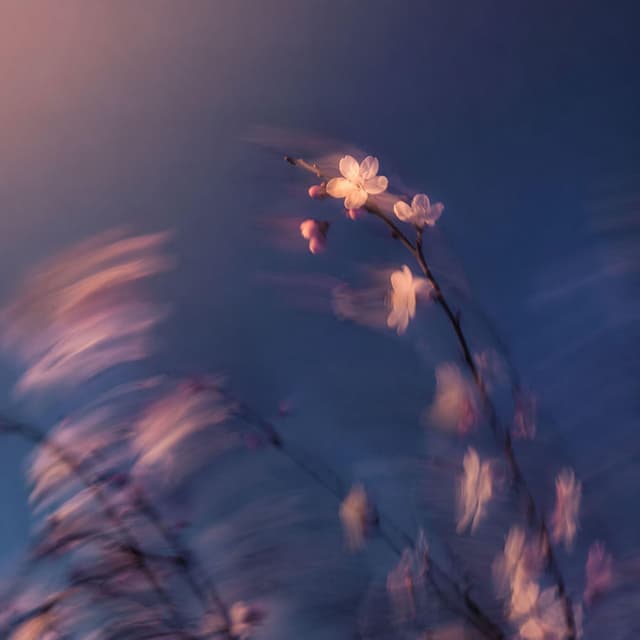 Goodnight Springtime