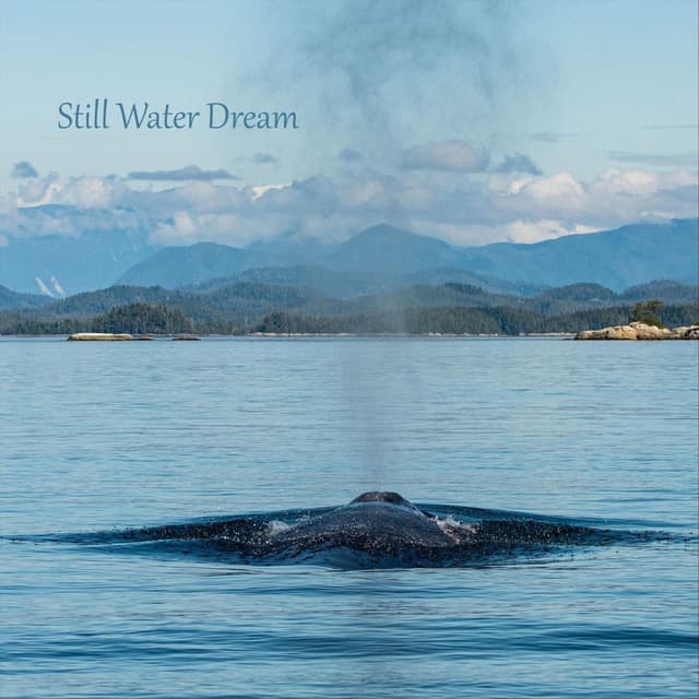 Still Water Dream