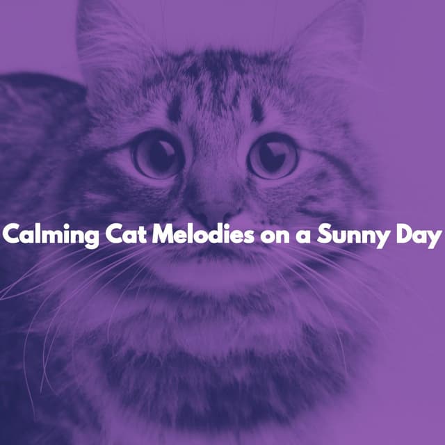 Calming Cat Melodies on a Sunny Day