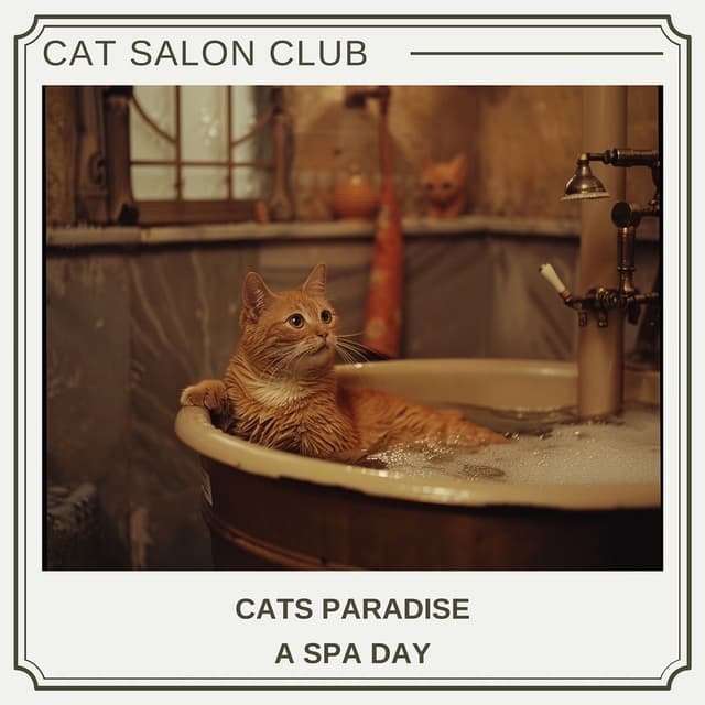 Cats Paradise: a Spa Day