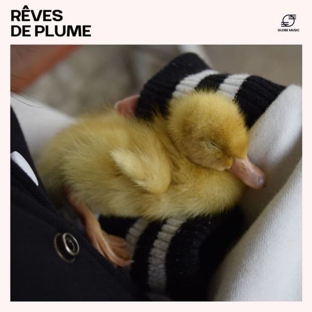 Rêves de Plume