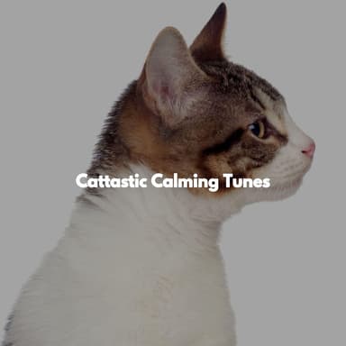 Cattastic Calming Tunes