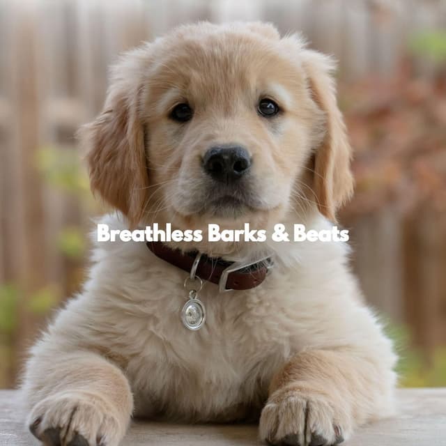 Breathless Barks & Beats