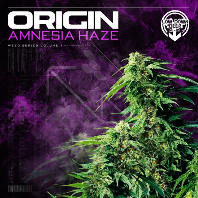 Amnesia Haze
